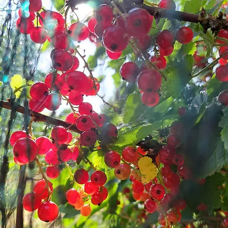 住宿加早餐酒店 La Charmeraie