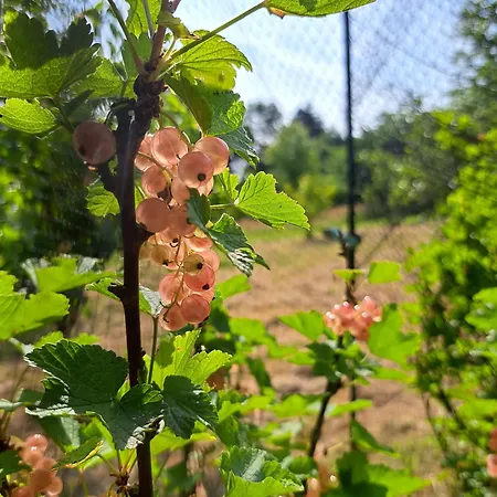 La Charmeraie Arrest