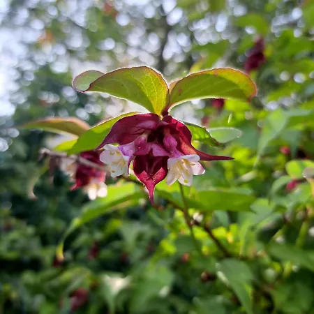 La Charmeraie 住宿加早餐酒店 3*