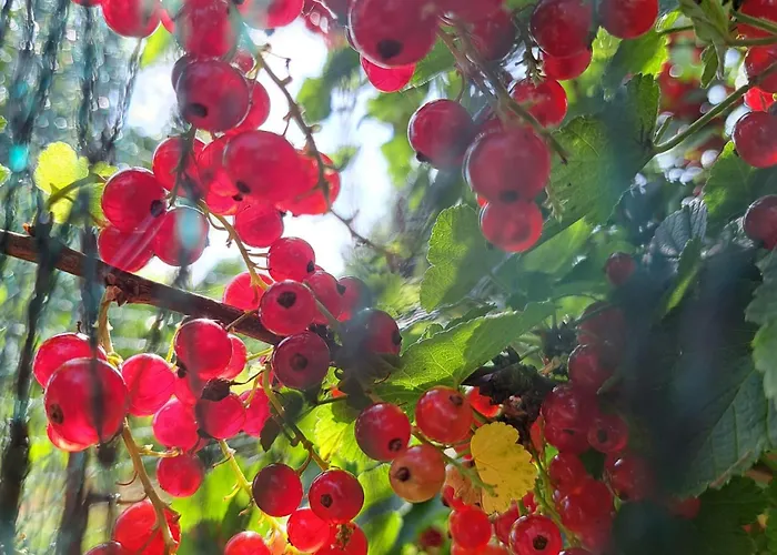 住宿加早餐酒店 La Charmeraie