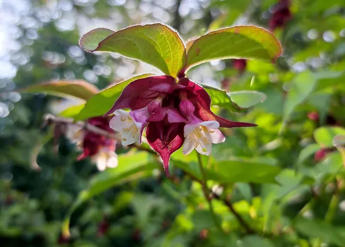 La Charmeraie 住宿加早餐酒店 3*